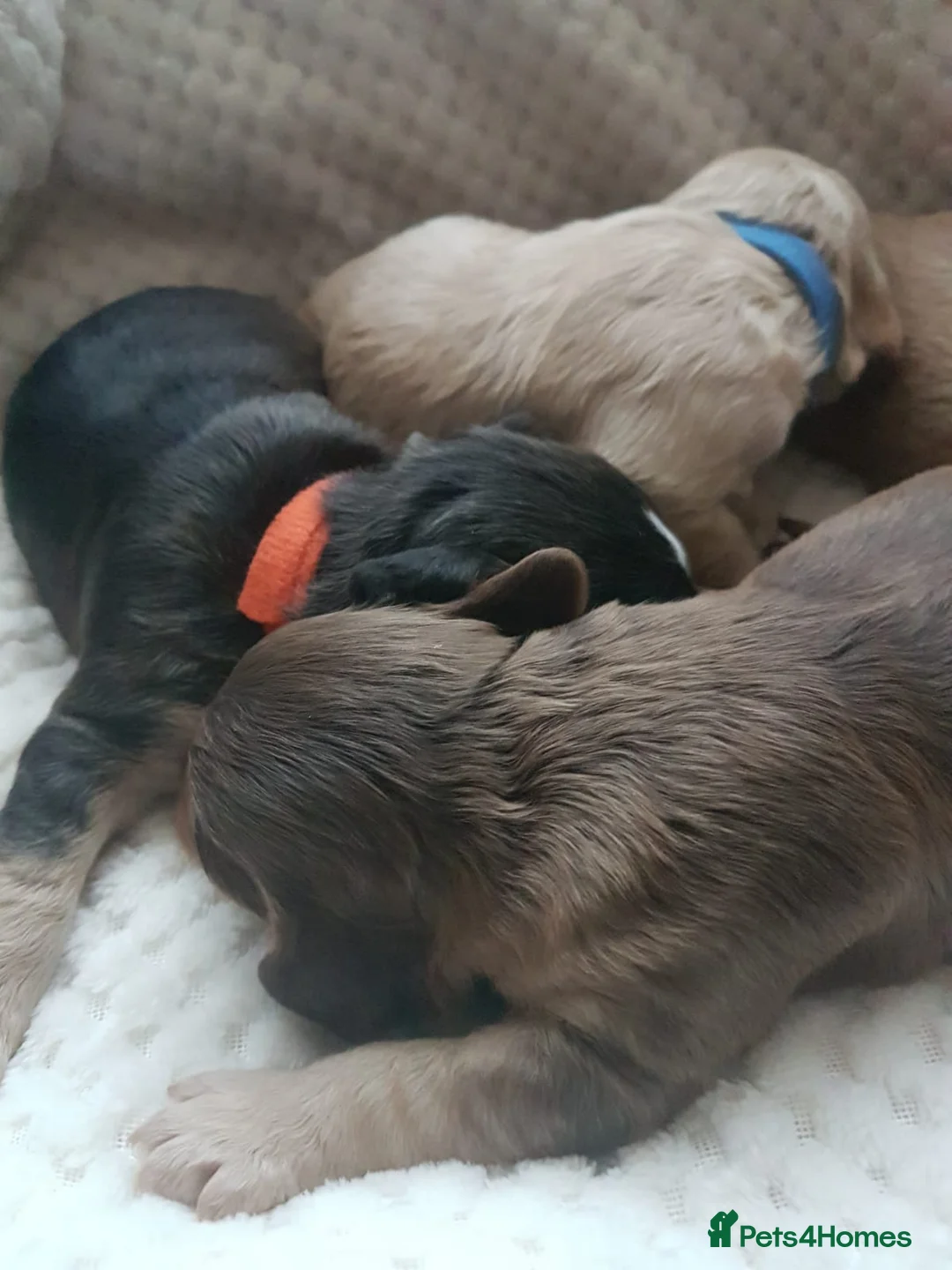 Cocker Spaniel dogs for stud: Stunning Sable, Show Cocker Stud,  Health Tested. in Market Drayton - Advert 25