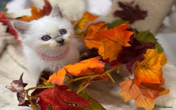 Ragdoll cats for sale: Adorable Ragdoll Kittens - GCCF registered - Image 10