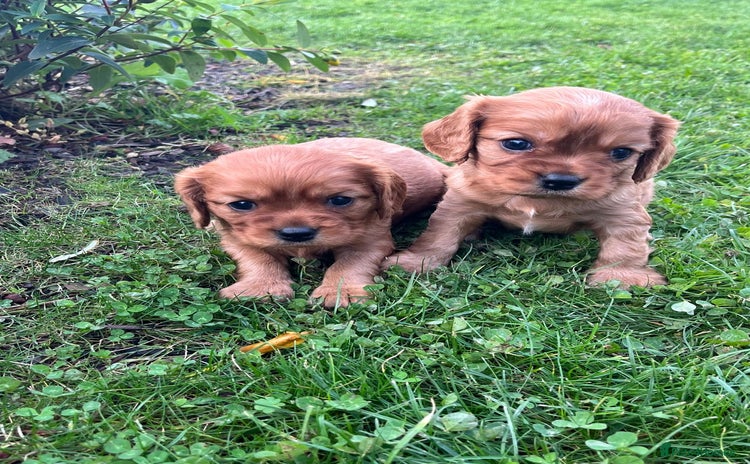 Cavalier King Charles Spaniel dogs - Advert 2