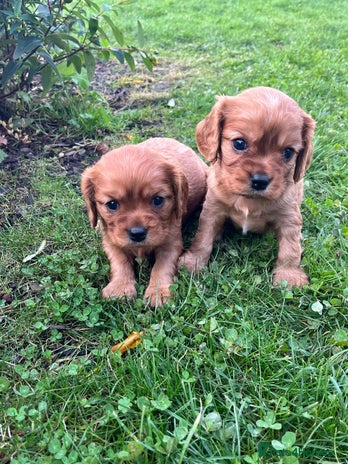 Cavalier King Charles Spaniel dogs - Advert 1