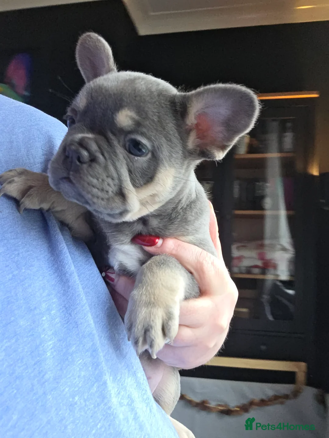 French Bulldog dogs for sale: French Bulldog puppies - Advert 2