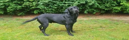 Labrador Retriever dogs for stud: Stunning PROVEN black lab for stud. - Advert 10