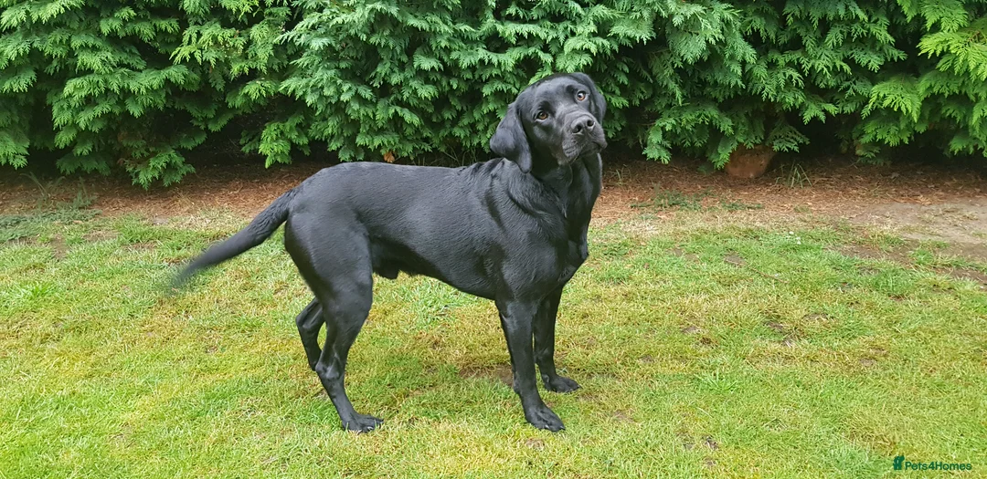 Labrador Retriever dogs for stud: Stunning PROVEN black lab for stud. - Advert 10