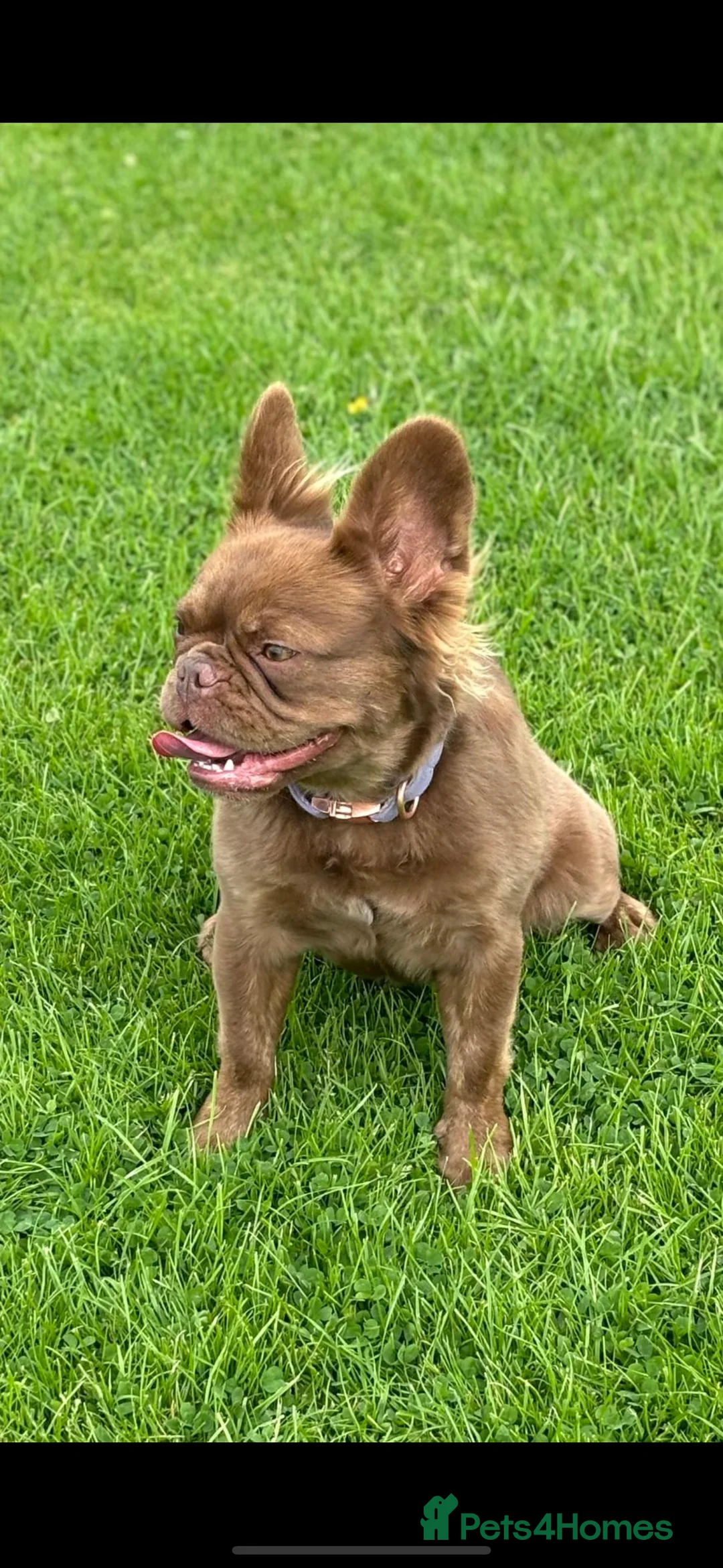 French Bulldog dogs for sale: Fluffy French Bulldogs in Bangor - Advert 17