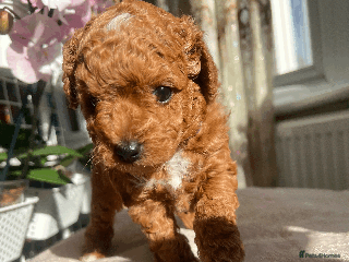 Maltipoo dogs - Advert 2