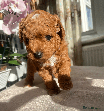 Maltipoo dogs - Advert 4
