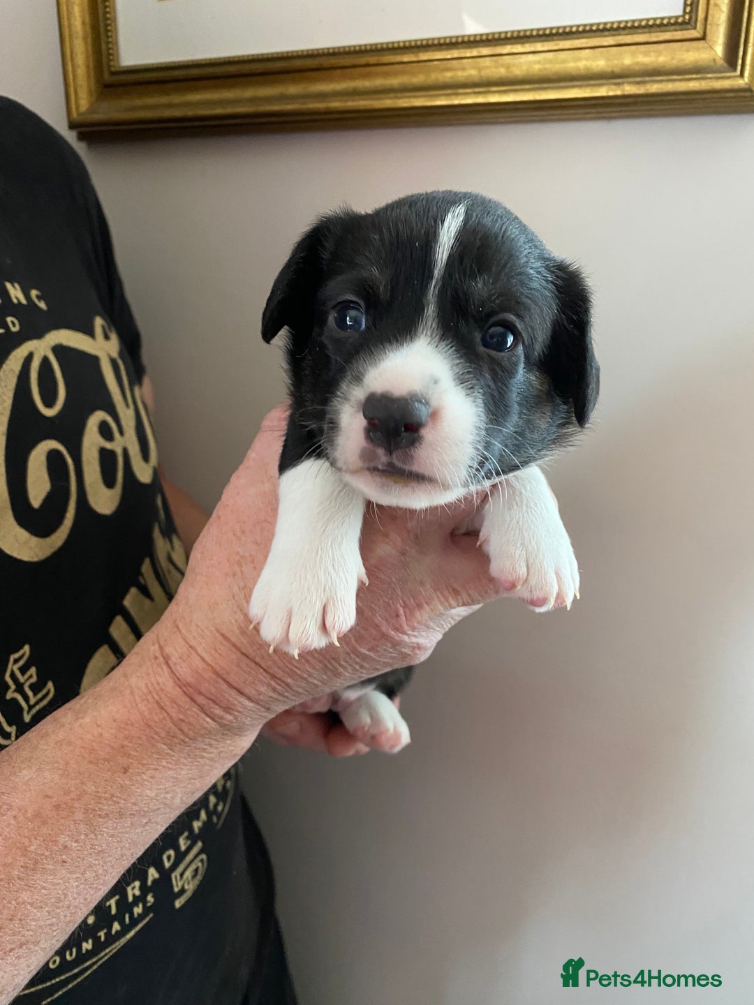 Welsh Corgi Cardigan dogs for sale: WELSH CARDIGAN CORGI BABIES - Advert 17