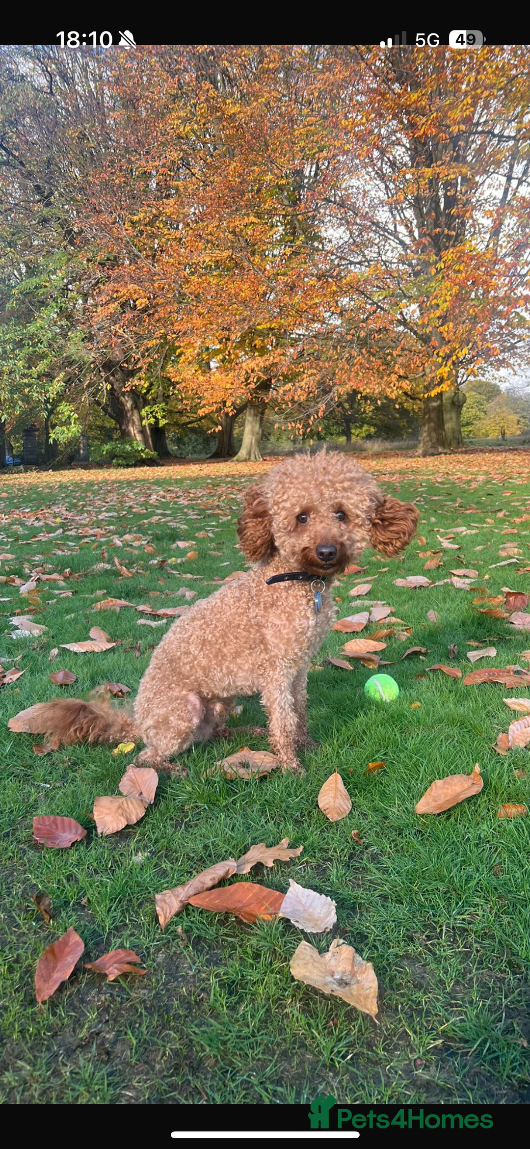 Miniature Poodle dogs for stud: Rufus  - Advert 5