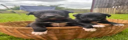 Borador dogs for sale: Collie x Labrador pups  in Llandrindod Wells - Advert 5