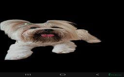 Lhasa Apso dogs for stud: Proven lhasa apso boy for stud in Walsall - Image 1