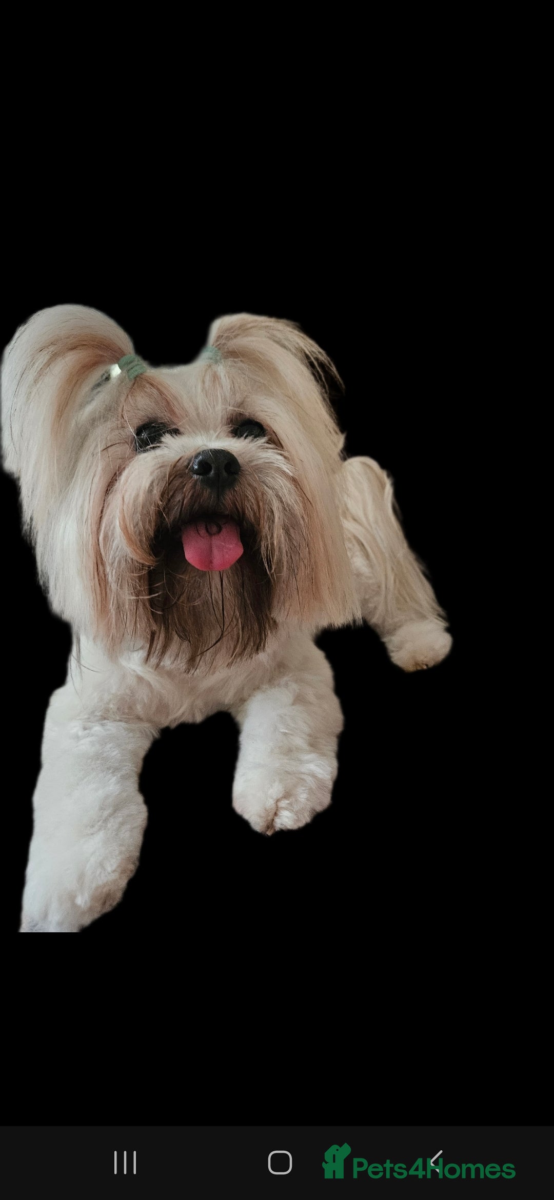 Lhasa Apso dogs for stud: Proven lhasa apso boy for stud in Walsall - Image 1