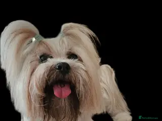 Lhasa Apso dogs Proven lhasa apso boy for stud in Walsall - Advert 5