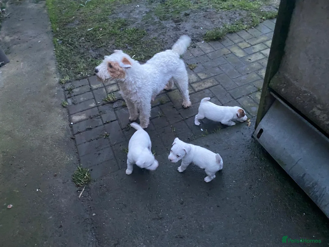 Parson Russell dogs for sale: Parson Russell pups  - Advert 6