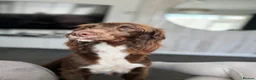 Cocker Spaniel dogs for sale: Cocker spaniel puppies  - Advert 10