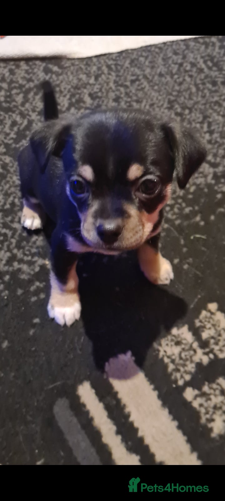 Pomchi dogs Chihuahua x pomchi - Advert 6