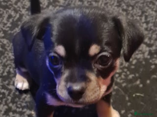 Pomchi dogs Chihuahua x pomchi - Advert 6