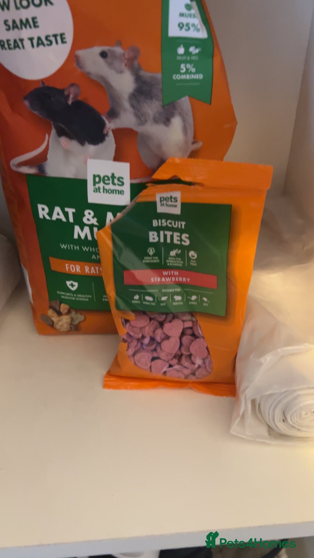 Rat rodents for sale: X2 male rats  - Image 8