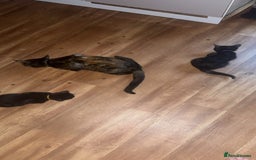 Mixed Breed cats for sale: 2x black female READY TO GO TODAY - Image 4