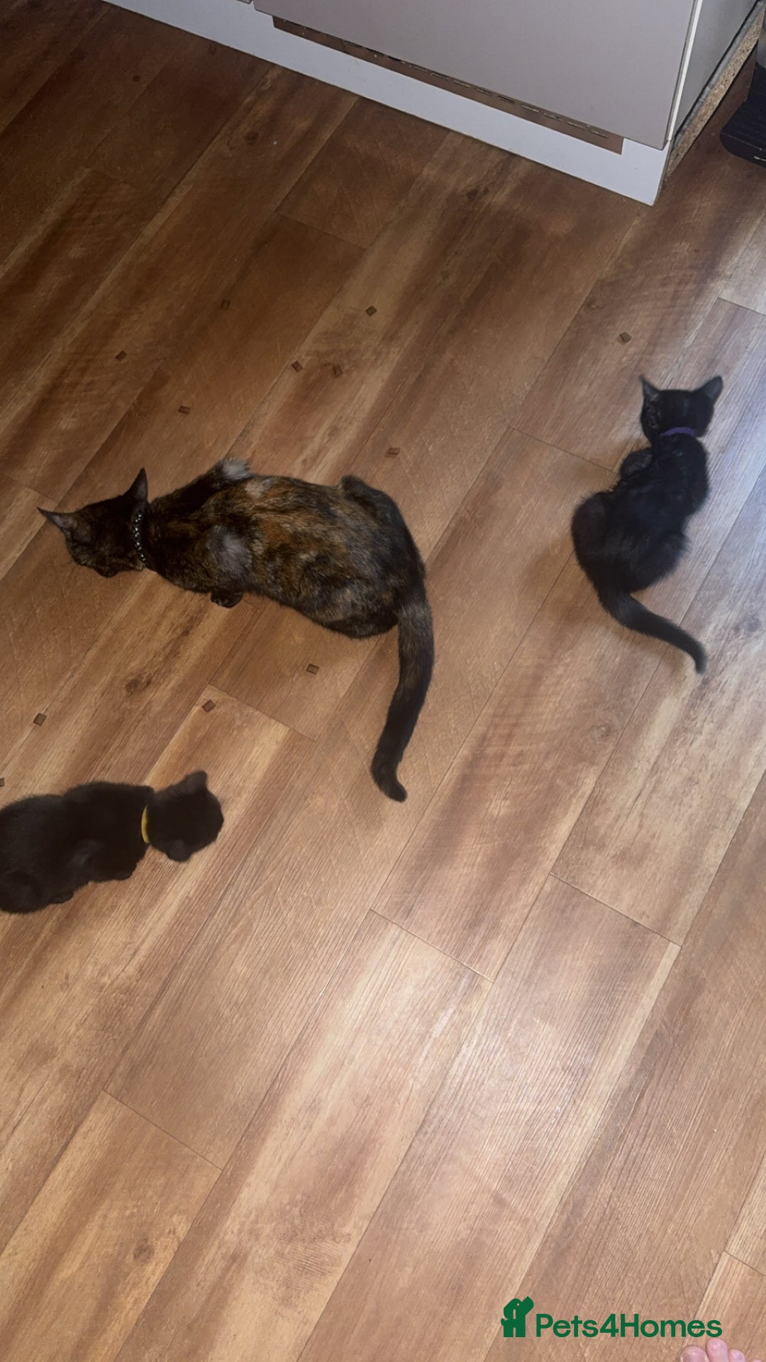 Mixed Breed cats for sale: 2x black female READY TO GO TODAY - Image 4