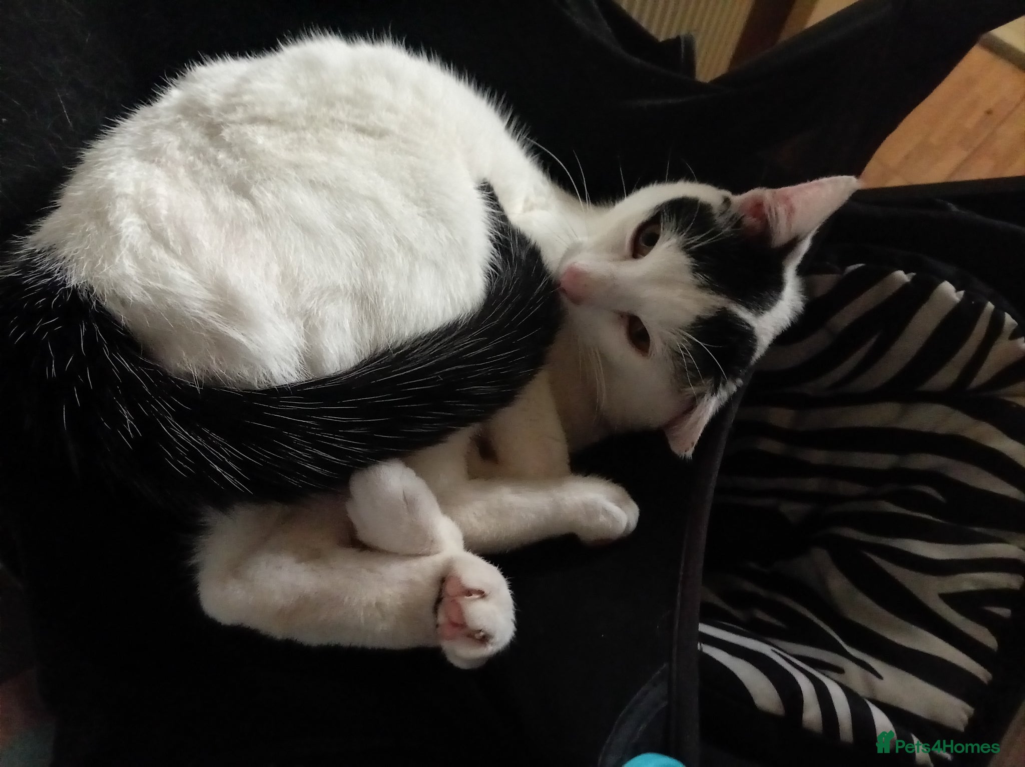 British Shorthair cats for sale: British shorthairs 1 year old cat  in Birmingham - Advert 1
