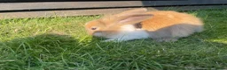 Mixed Breed rabbits for sale: Child friendly Mixed breed rabbits  - Advert 10