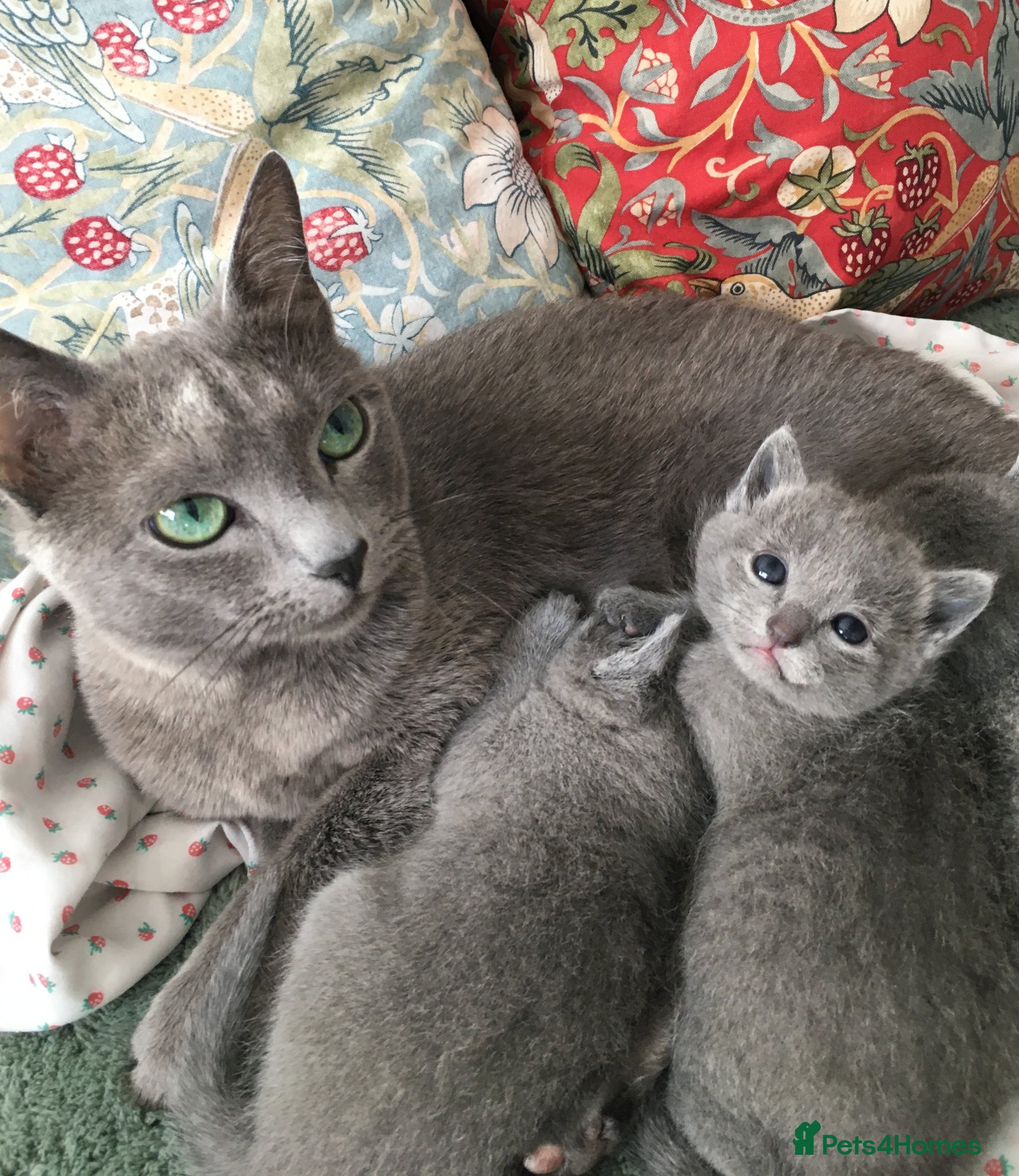 Russian Blue cats TICA registered Russian Blue kittens - Advert 3