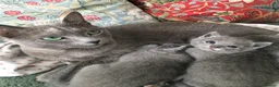 Russian Blue cats for sale: TICA registered Russian Blue kittens - Advert 1
