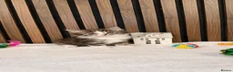 Ragdoll cats for sale: "Stunning Ragdoll Kittens | Tabby | Ready Now - Advert 27