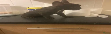 French Bulldog 4