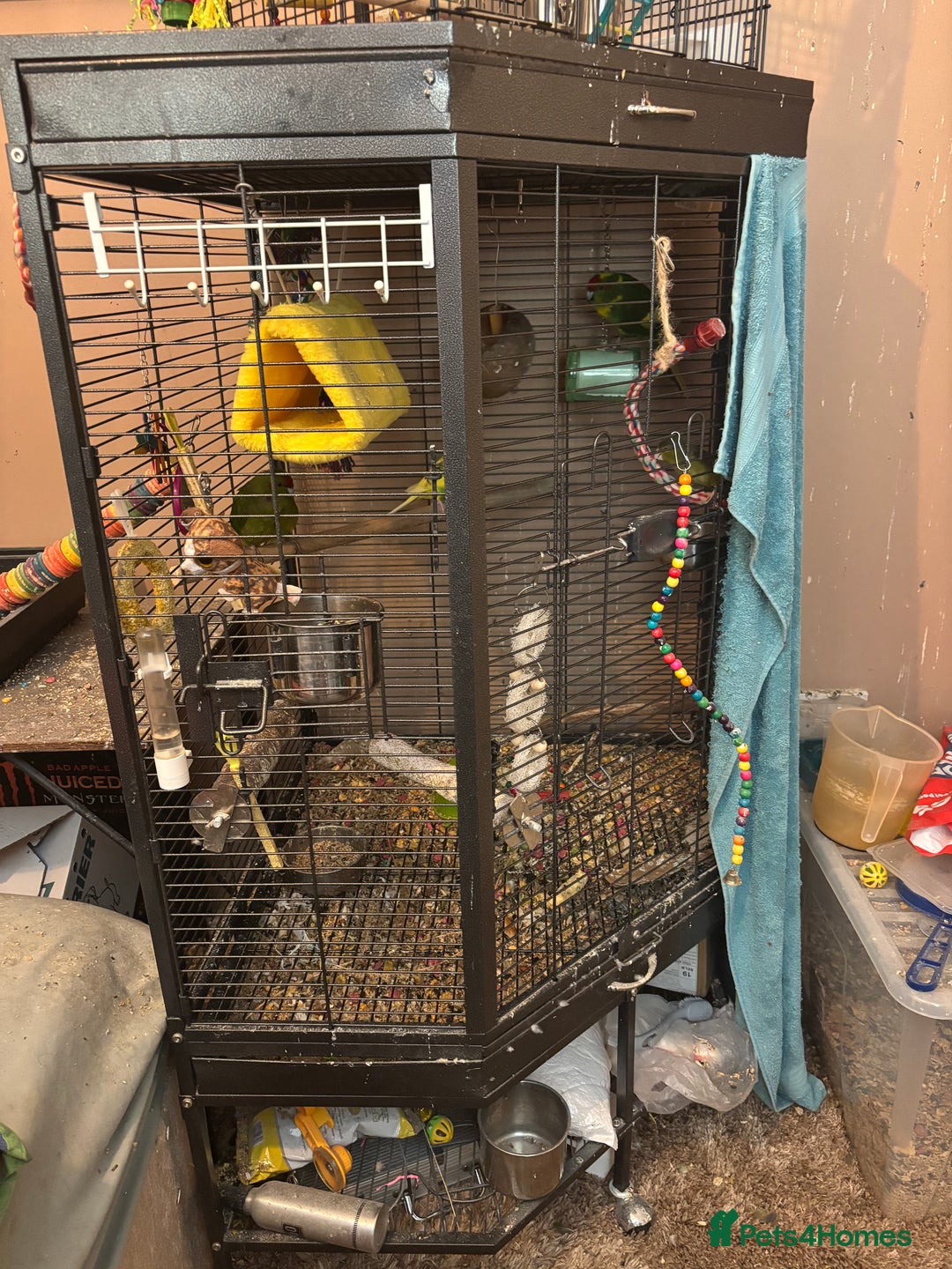 Cockatiels birds for sale: Eight birds for sale and 3 large cages £810 - Image 2