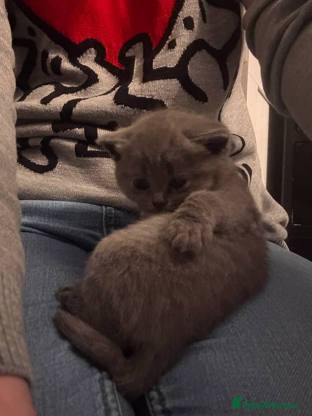 British Shorthair cats for sale: Pure Bred British Shorthair kittens x 4 - Advert 15