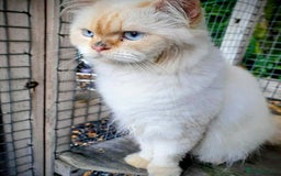 Persian cats for stud: Persian Stud - Image 4