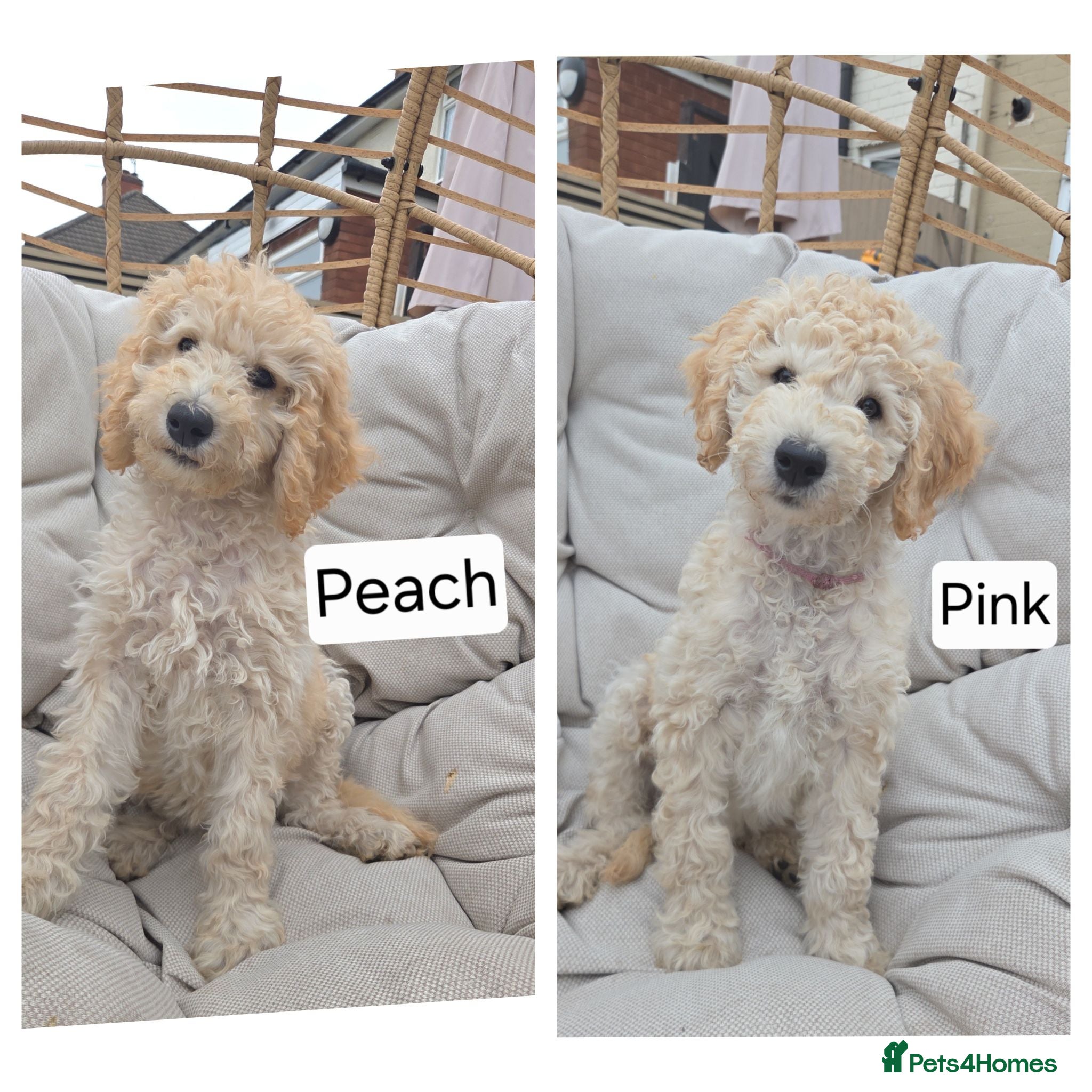 Labradoodle dogs Standard Multigeneration Labradoodle Backcross - Advert 1