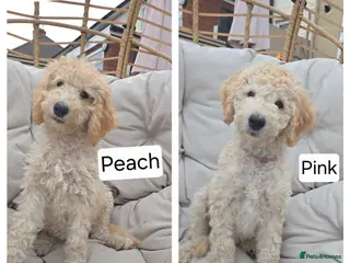 Labradoodle dogs Standard Multigeneration Labradoodle Backcross - Advert 3