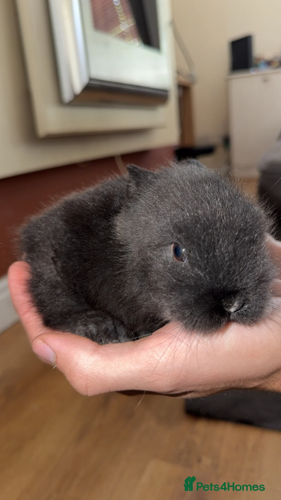 Lionhead rabbits for sale: Double Maned Female Lionhead Rabbit - Advert 4