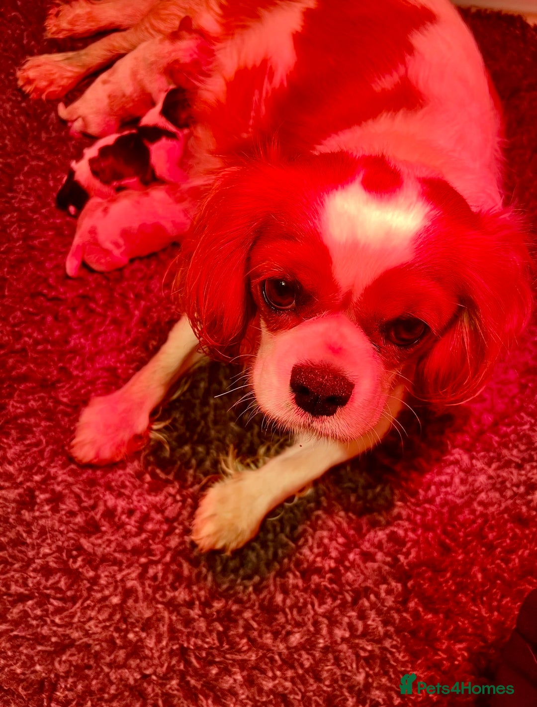 Cavalier King Charles Spaniel dogs for sale: Champion Sired KC Reg Cavalier King Charles  - Image 5