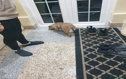 Border Terrier dogs for sale: 3yr old Female Border Terrier  - Advert 7