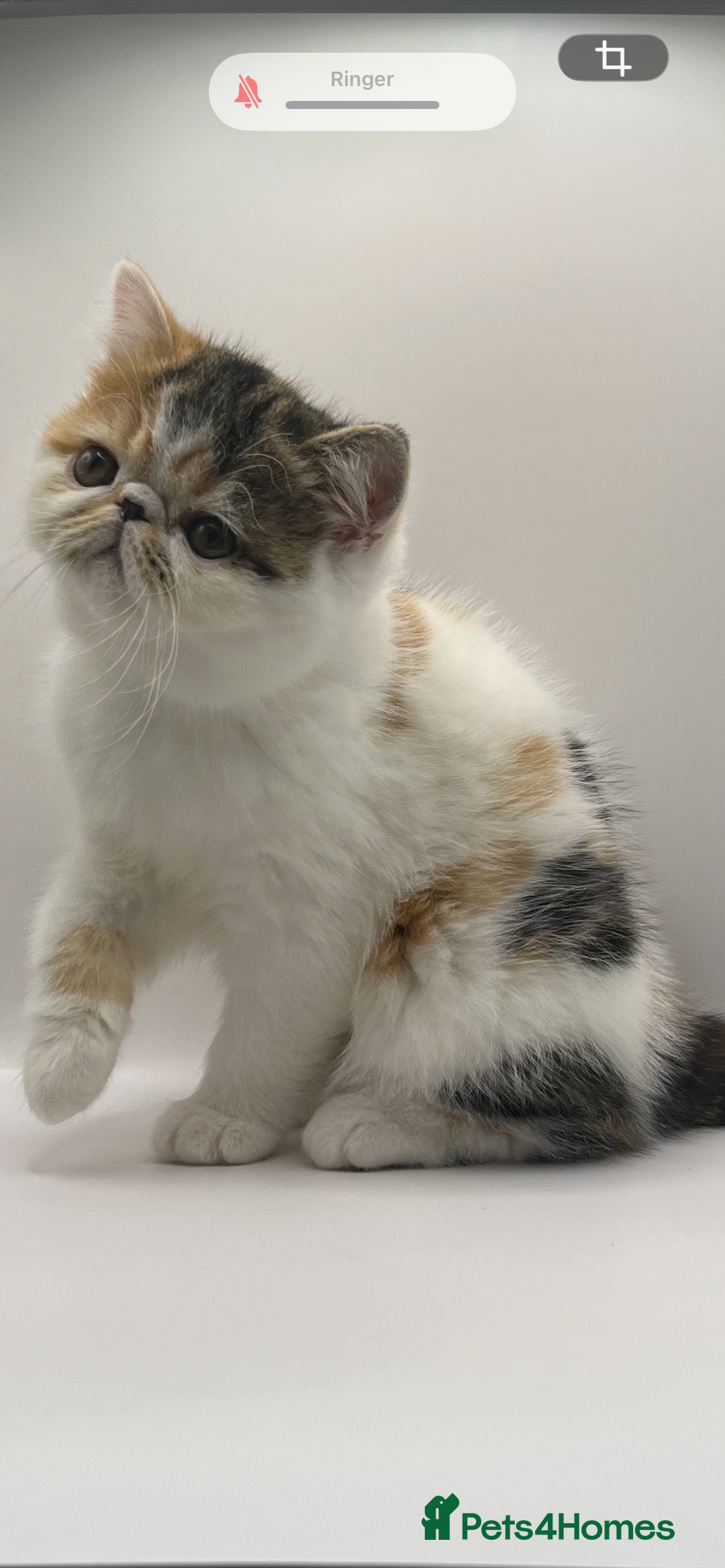 Persian cats for sale: Beautiful exotic CFA registered kittens - Advert 9