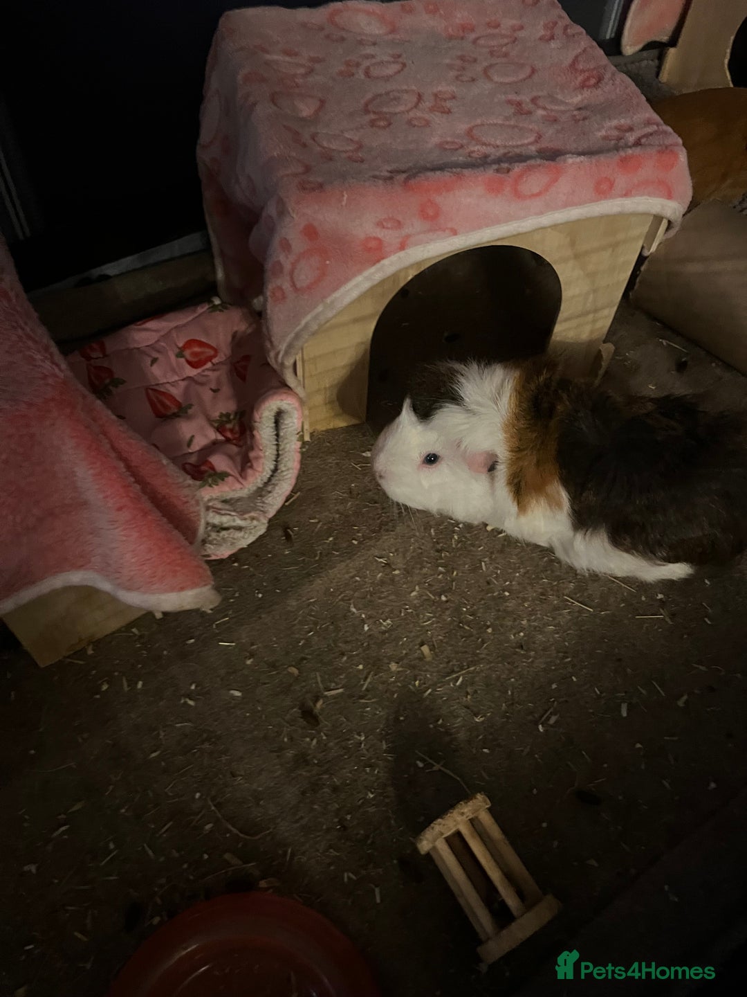 Guinea Pig rodents for sale: Female guinea pig for sale - Advert 3