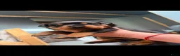 Rottweiler dogs for sale: Rottweiler Puppies - Advert 2