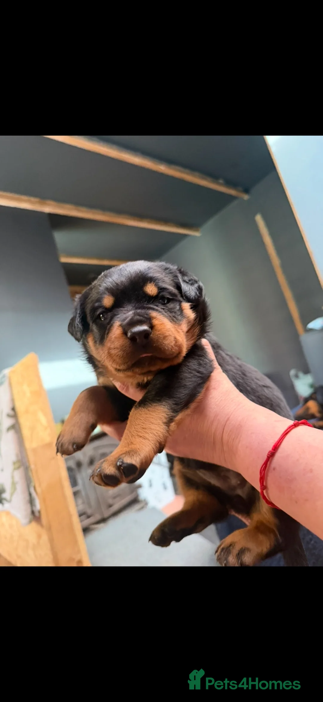 Rottweiler dogs for sale: Rottweiler Puppies - Advert 2