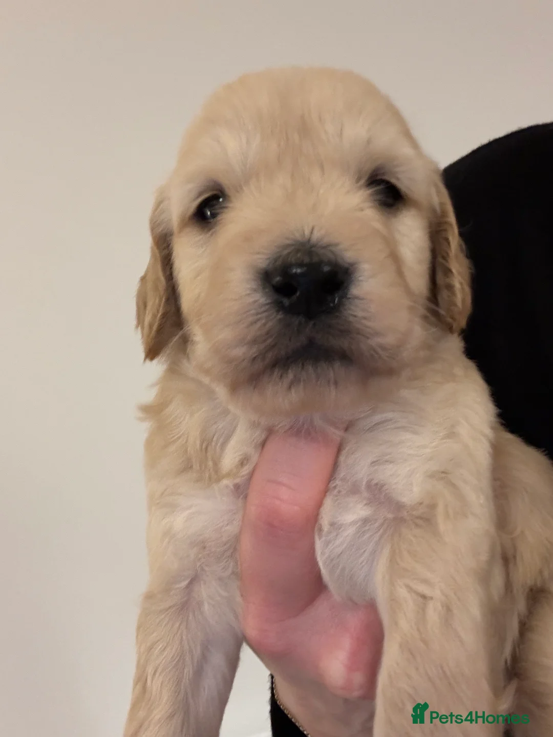 Goldendoodle dogs for sale: F1 Golden Doodles  - Advert 5