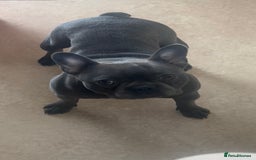 French Bulldog dogs for sale: Beautiful French bulldog  - Advert 2