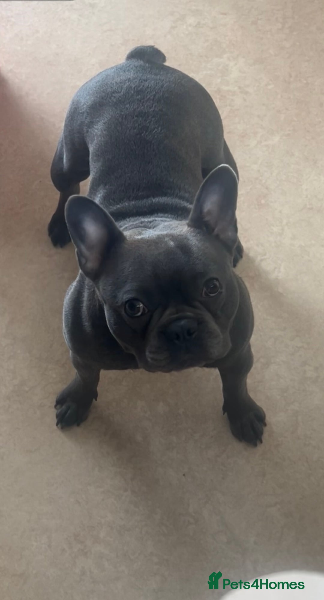 French Bulldog dogs for sale: Beautiful French bulldog  - Advert 2