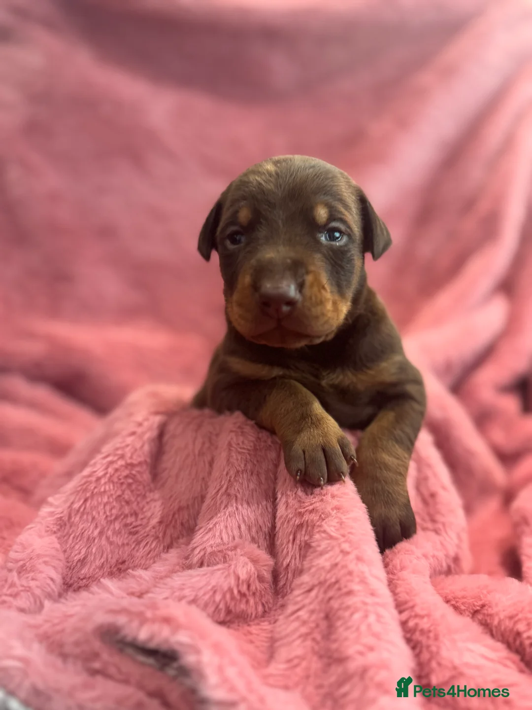 Dobermann dogs for sale: Brown and tanned Doberman puppies KC registered   - Advert 16