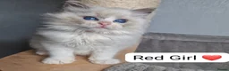 Ragdoll cats for sale: Luxury Blue Bicolour Girls - Advert 3
