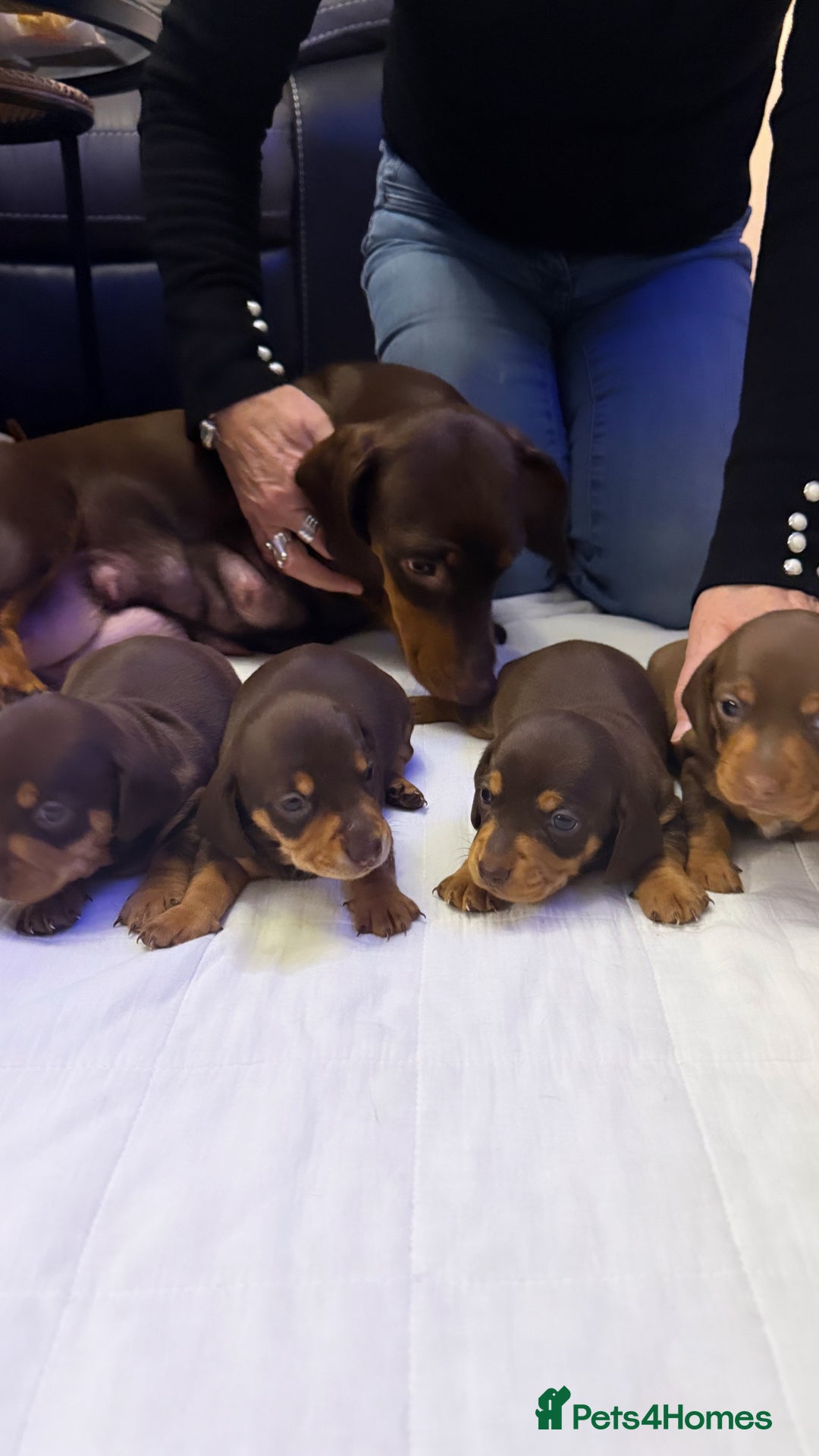 Miniature Dachshund dogs for sale: Chocolate & Tan Smooth haired - mini dachshund - Image 5