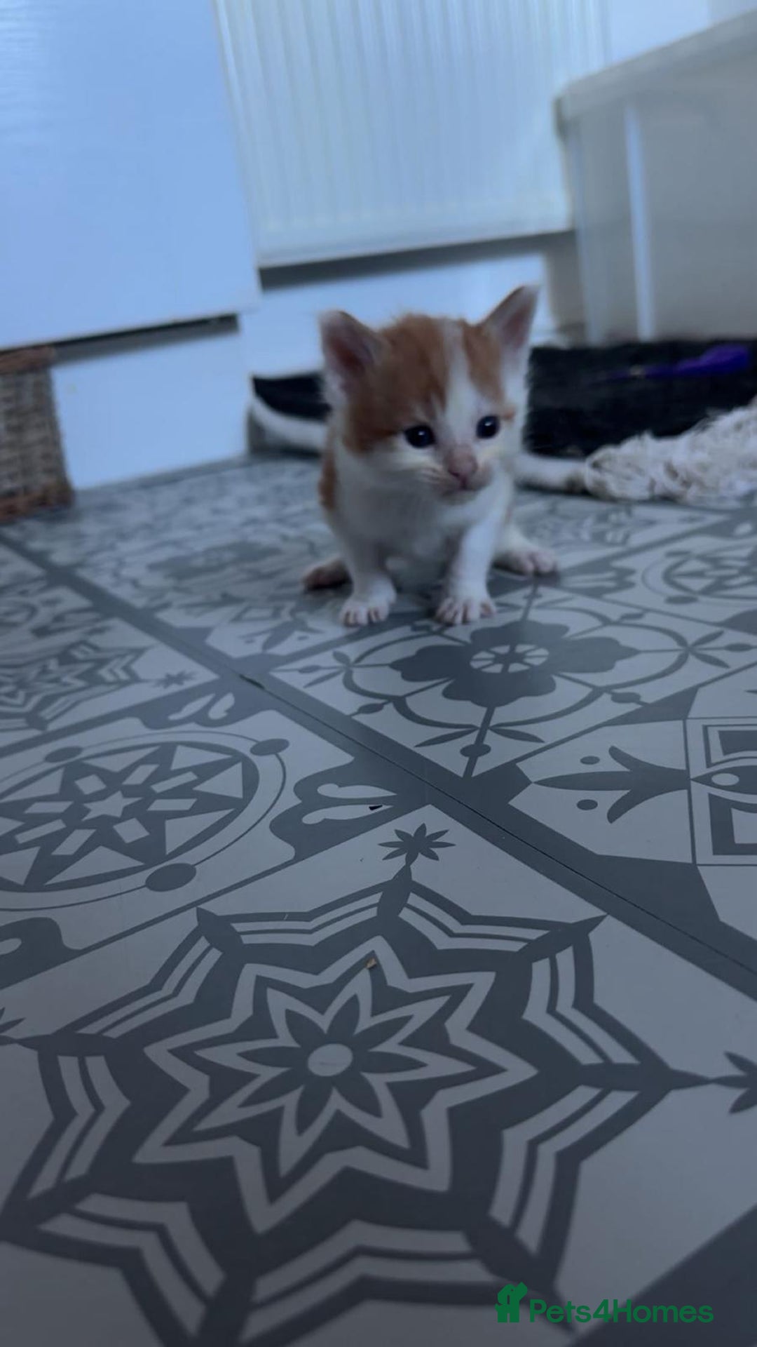 Maine Coon cats for sale: Beautiful Maine Coon cross kittens - Advert 12