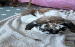 Mixed Breed rabbits for sale: Urgent: Female bunny needs happy home - Image 3