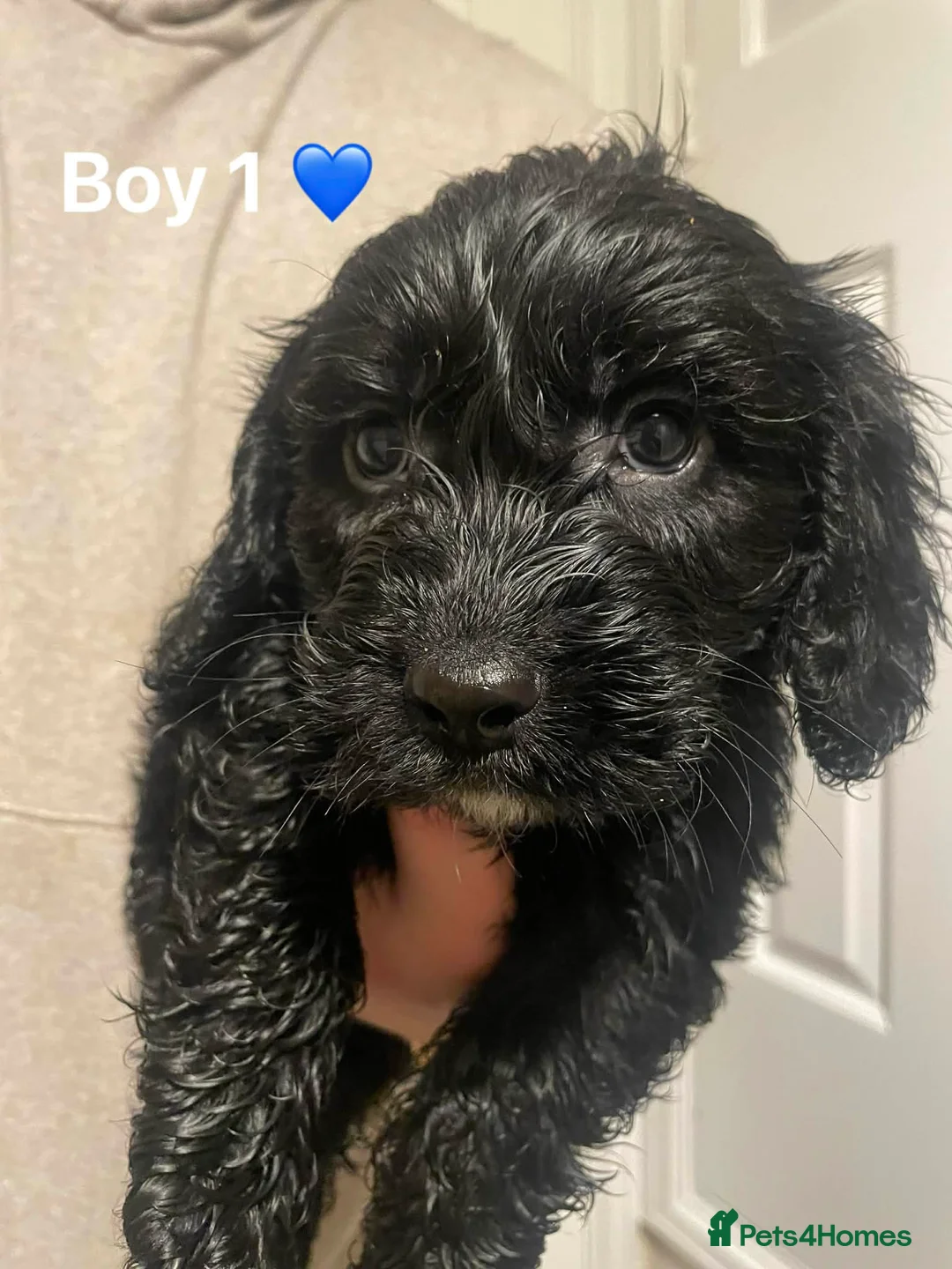 Cockapoo dogs for sale: Cockapoo Puppies (2 Boys, 2 Girls) - Advert 10